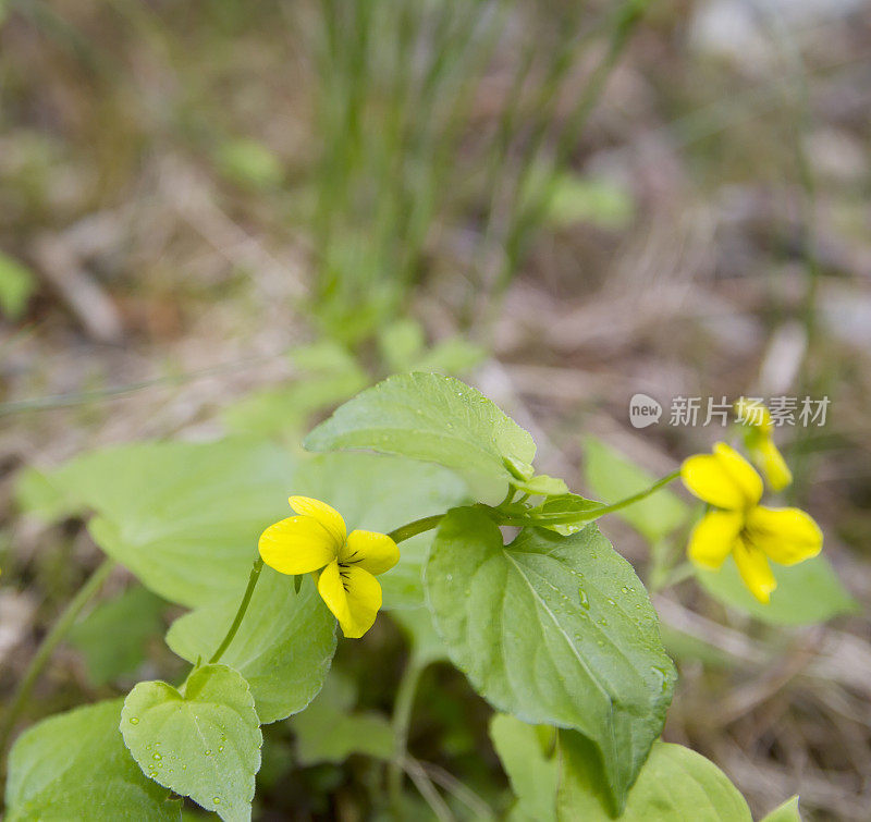 光滑的黄紫罗兰(Viola glabella)